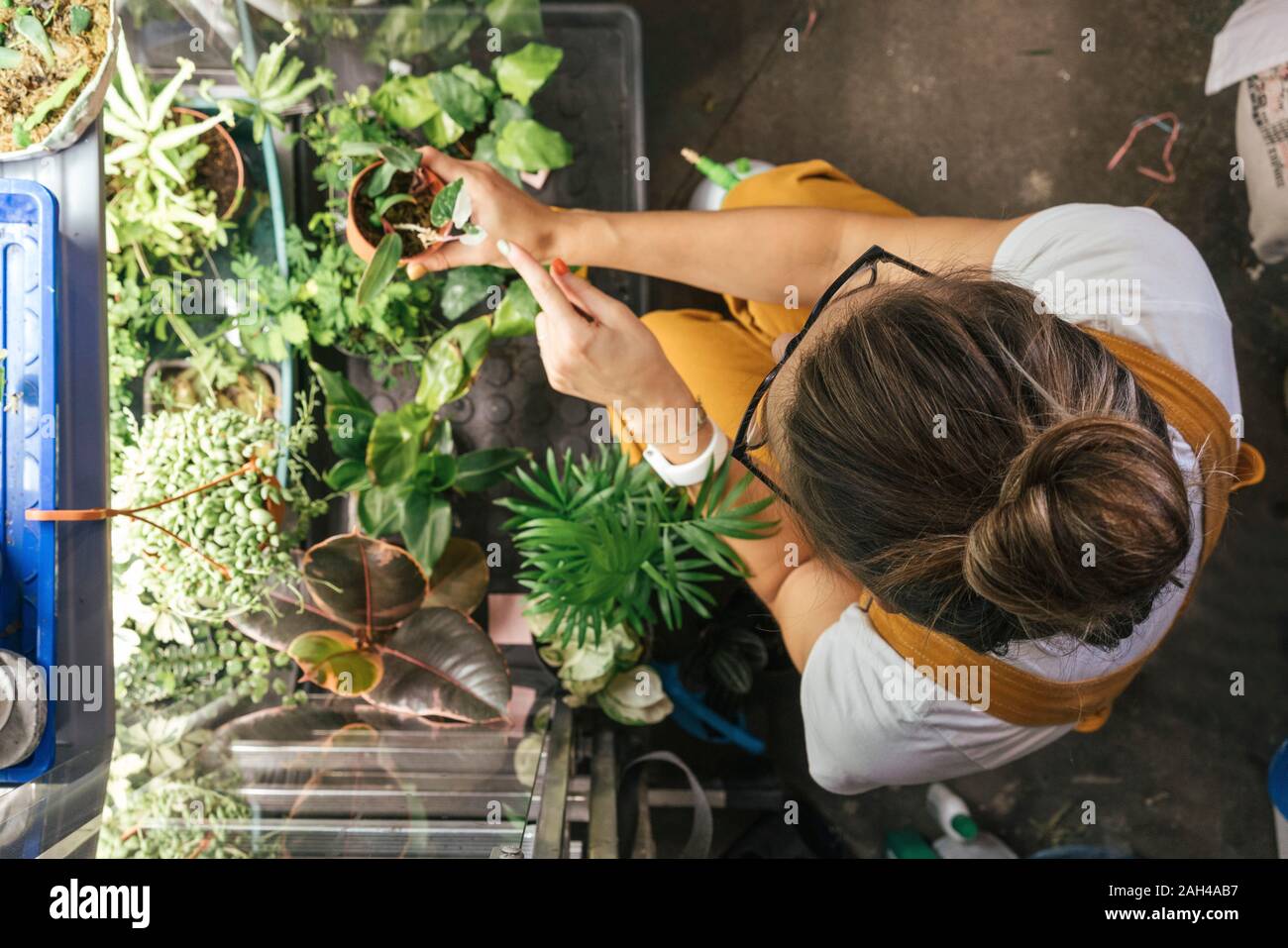 Top view of young woman caring for plants in a gardening shop Stock Photo