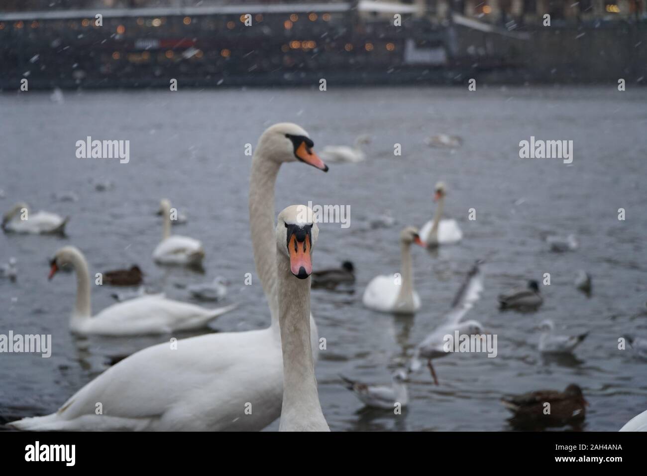 Prague, Czech Republic 2019: Swans on the banks of the Moldava river in Prague during a snowfall Stock Photo