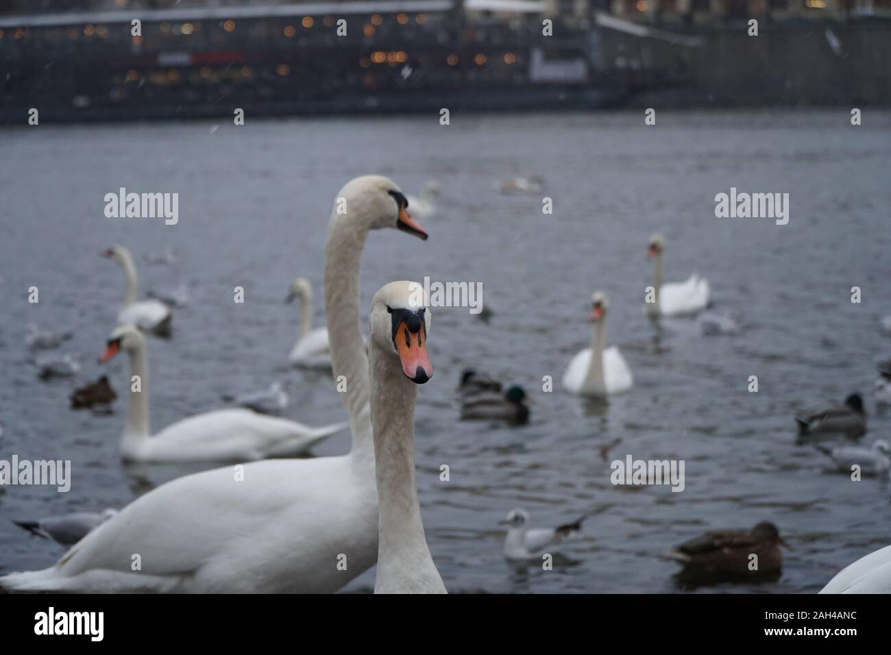 Prague, Czech Republic 2019: Swans on the banks of the Moldava river in Prague during a snowfall Stock Photo