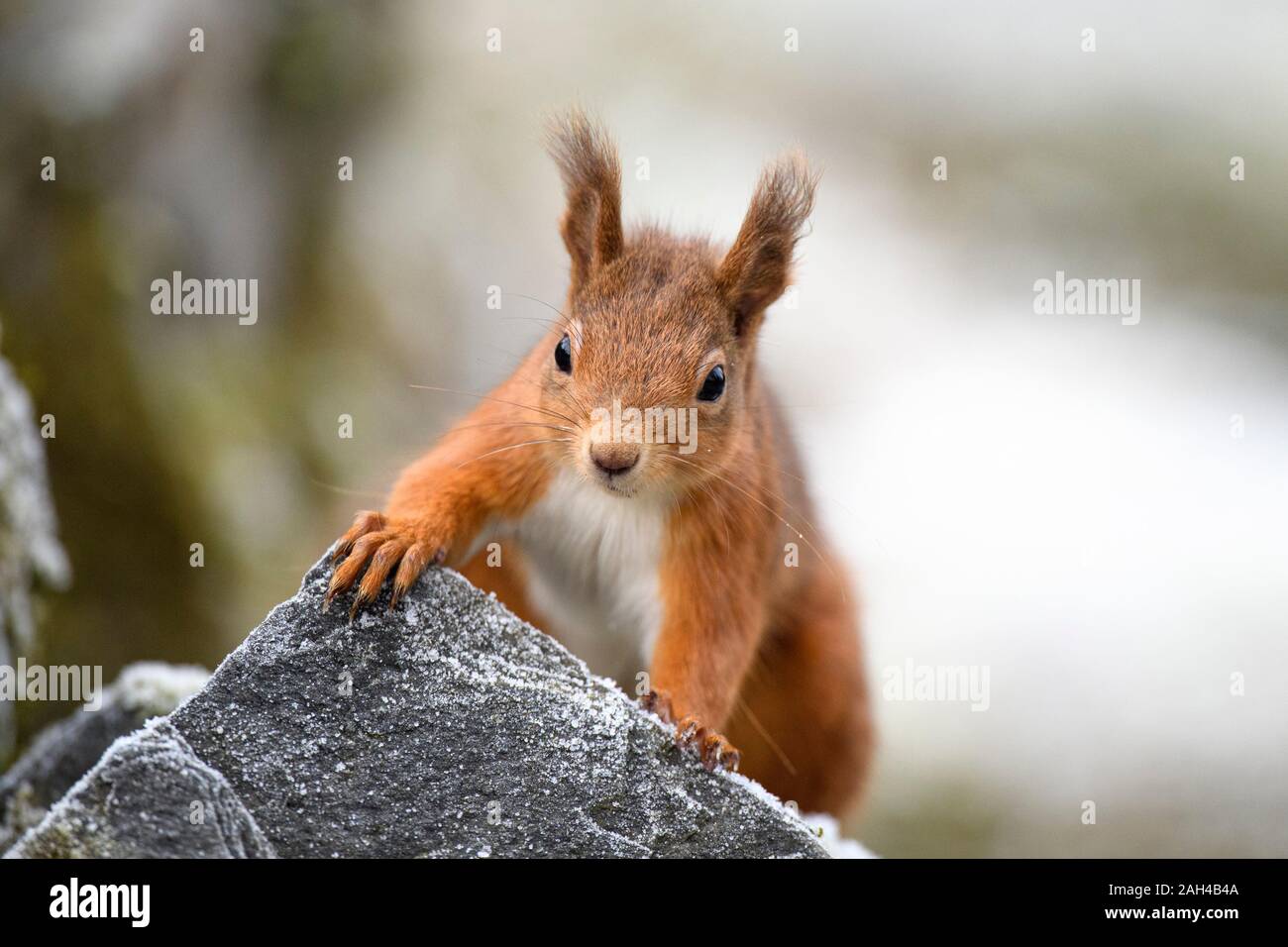 Portrait of Red Squirrel Stock Photo