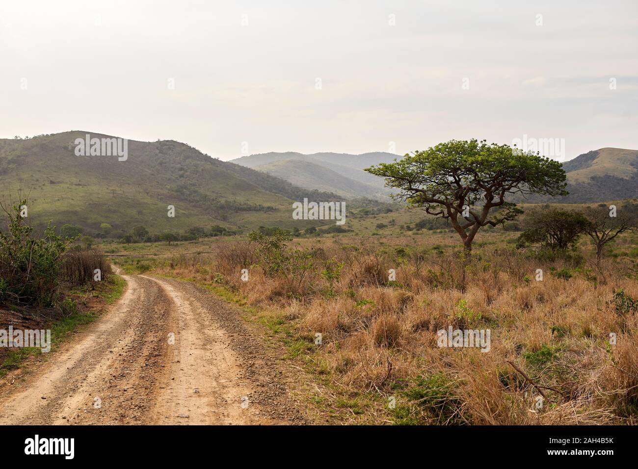 Savanna Landscape, KwaZulu-Natal, South Africa Stock Photo
