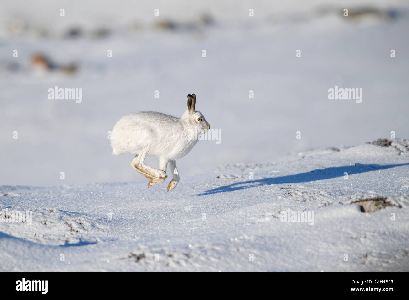 Mountain hare, Lepus timidus, in winter, Scotland Stock Photo