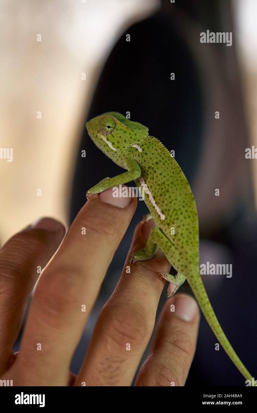 Man holding a flap-necked chameleon on his hand, Kruger National Park, South Africa Stock Photo