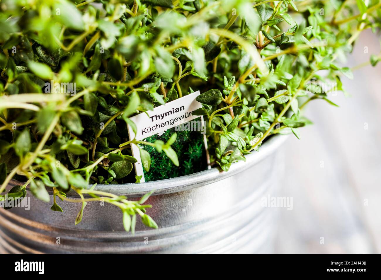 Close-up of potted thyme Stock Photo