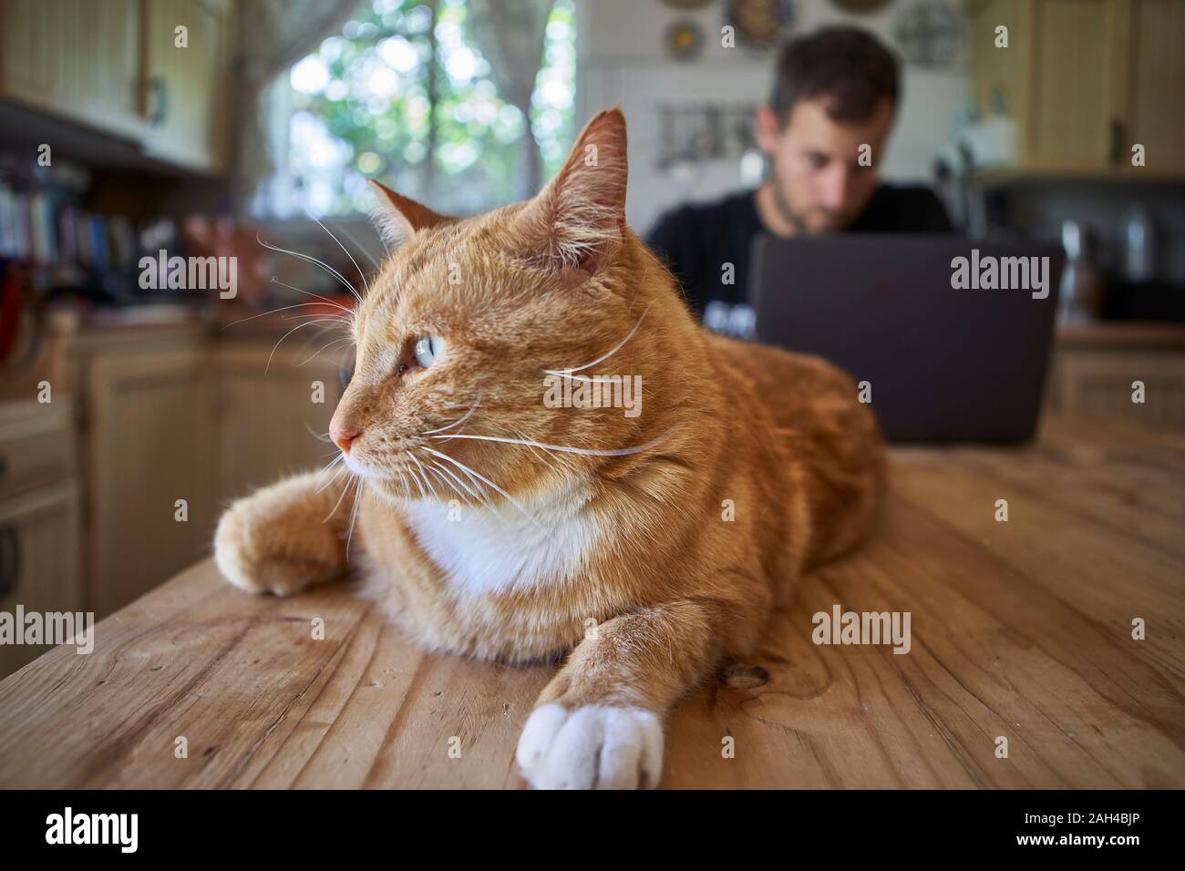 Ginger cat lying on kitchen table, while man is using laptop Stock Photo