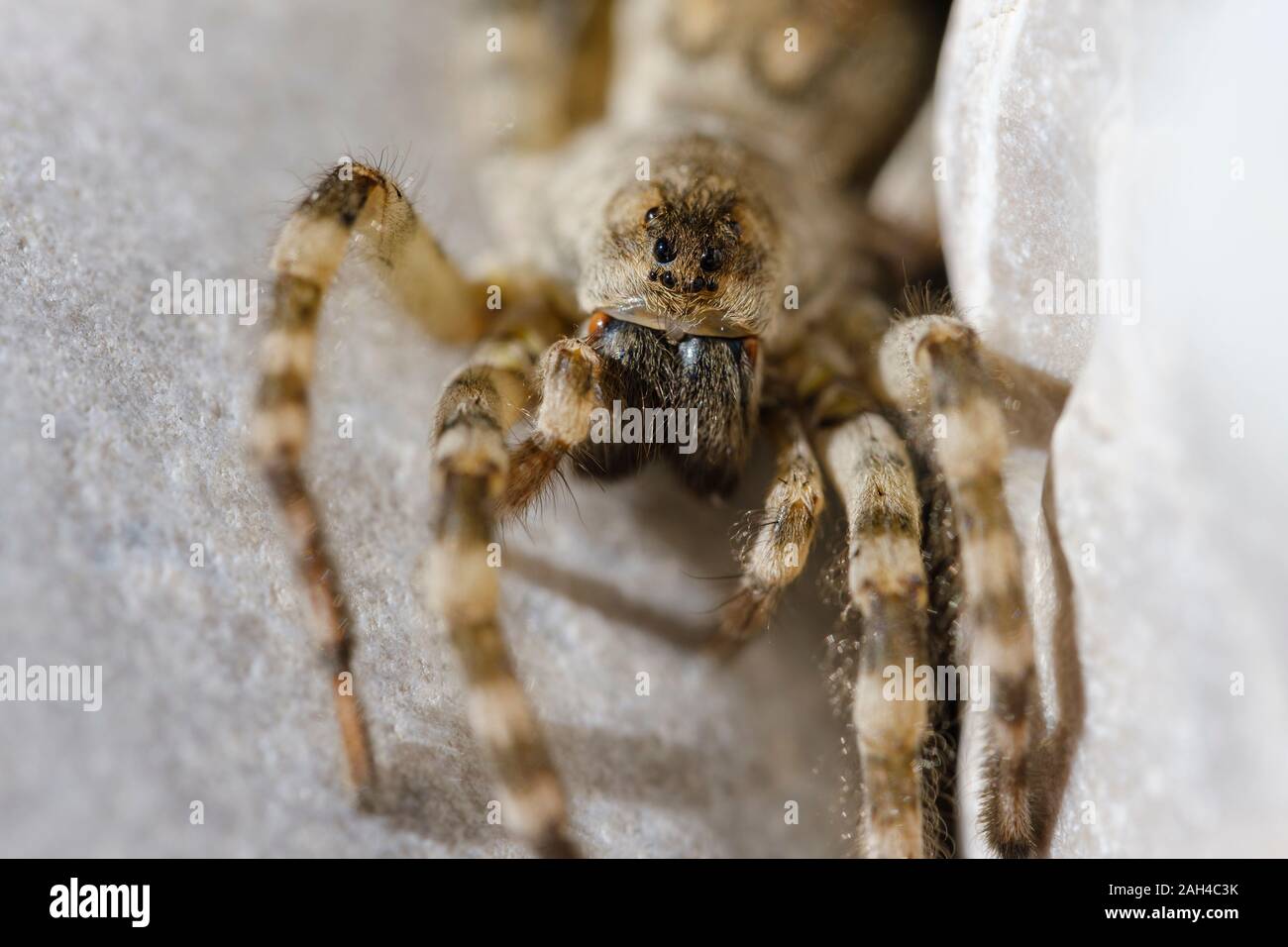 Germany, Bavaria, Geretsried, Portrait of wolf spider (Arctosa maculata) looking straight at camera Stock Photo