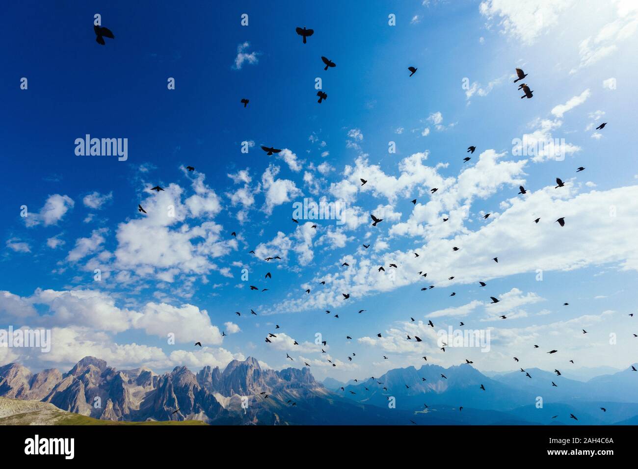 Italy, Trentino-Alto Adige, Large flock of birds flying over Dolomites Stock Photo