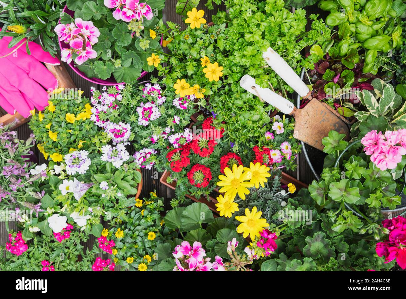 Colorful freshly potted summer flowers and herbs Stock Photo