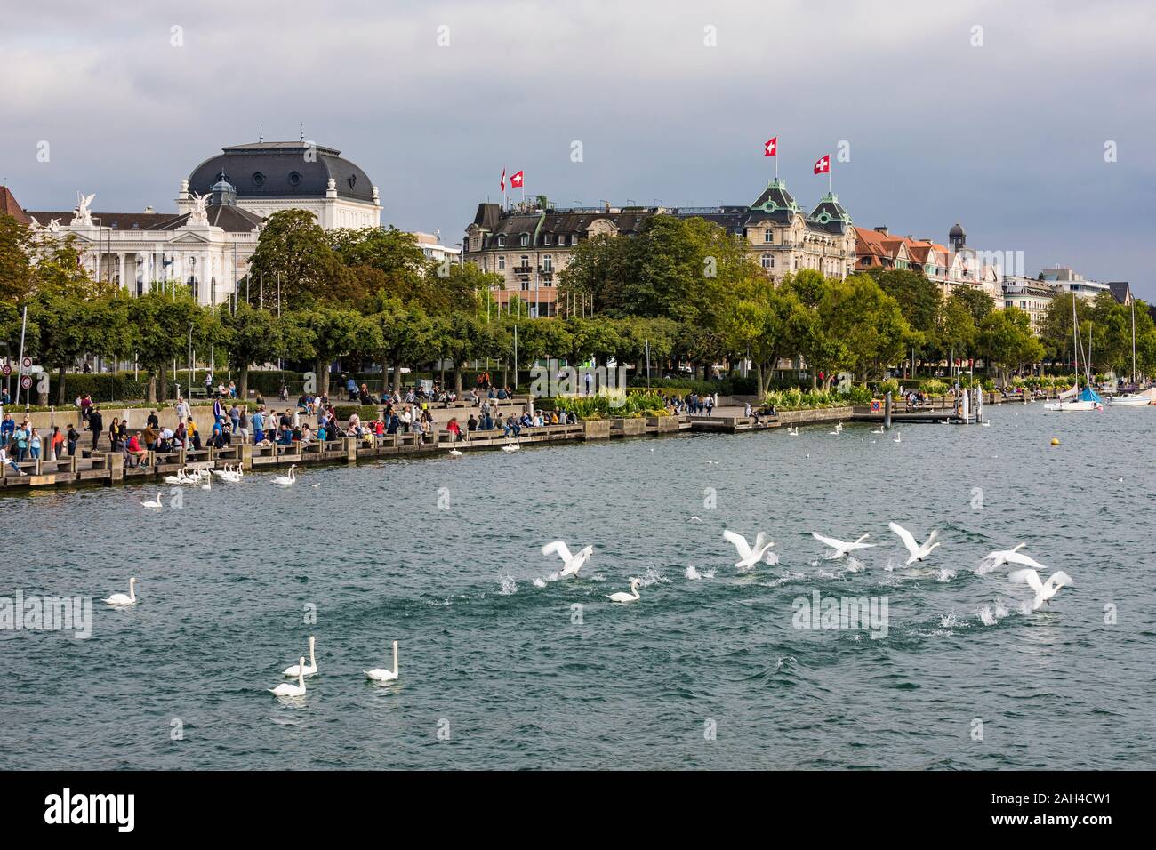 Switzerland, Canton of Zurich, Zurich, Flock of mute swans swimming in Lake Zurich Stock Photo