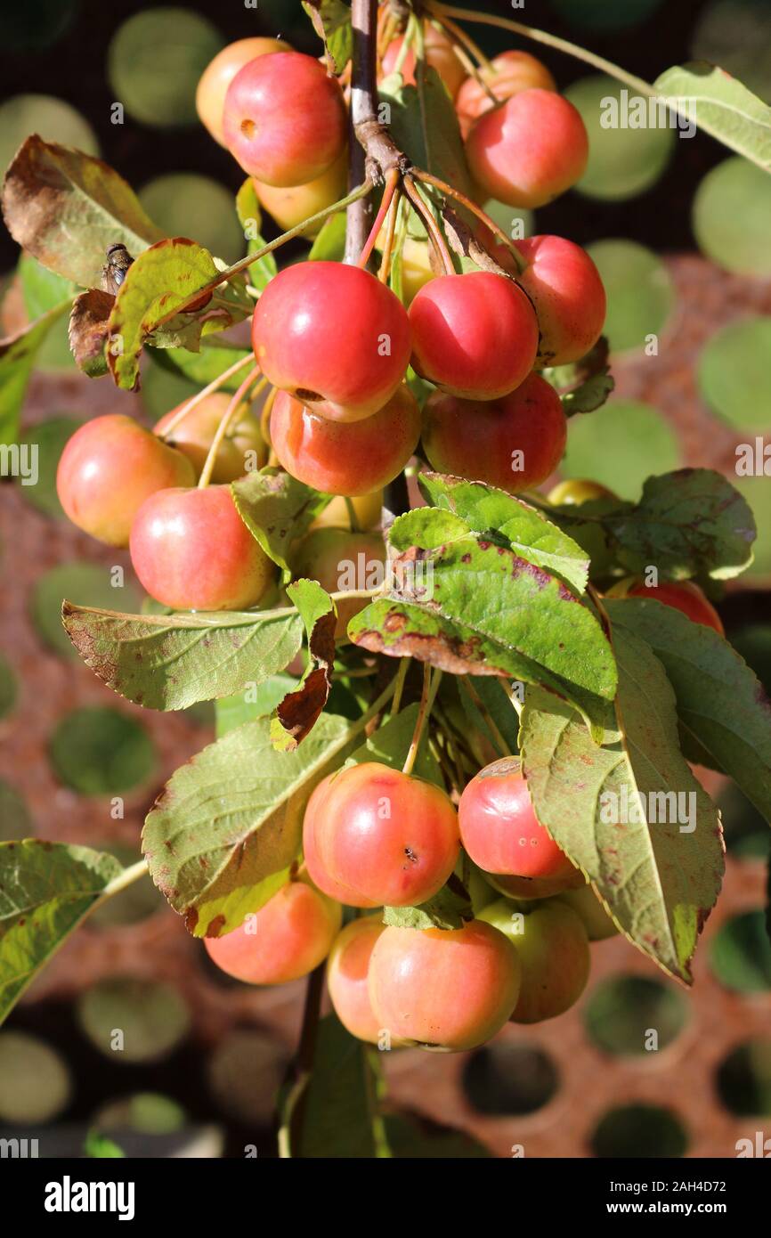 Red Crabapples growing. malus x robusta red sentinel Stock Photo