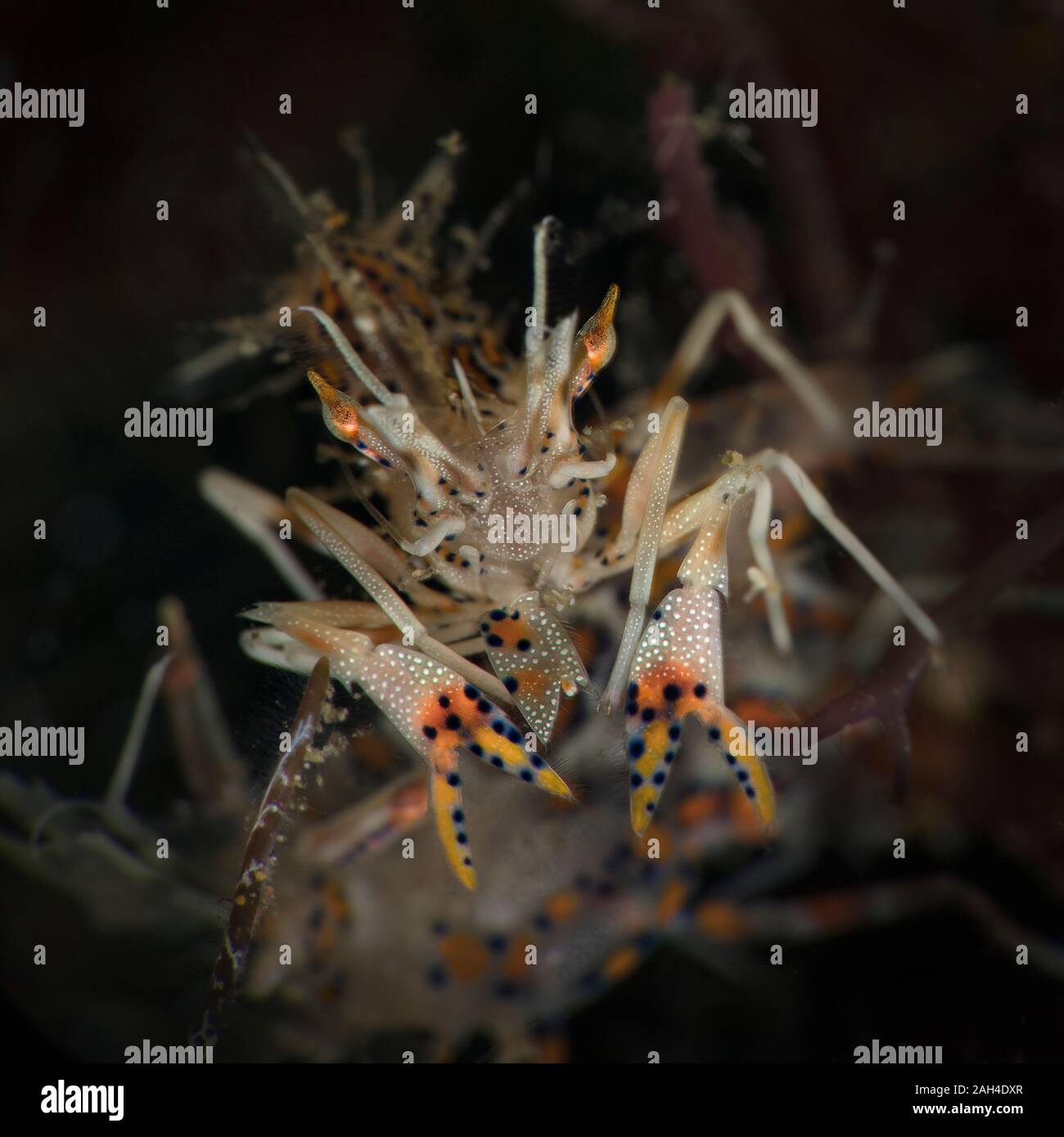 Spiny tiger shrimp (Phyllognathia ceratophthalma). Picture was taken in ...