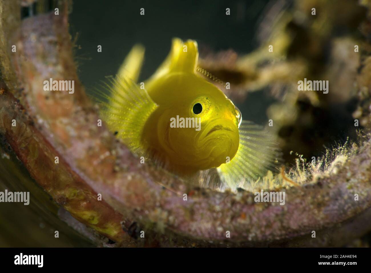 Lemon gobies  (Lubricogobius exiguus).  Underwater macro photography from Anilao, Philippines Stock Photo