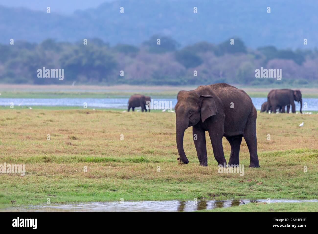 Asian elephants in Minneriya, Sri Lanka. Stock Photo