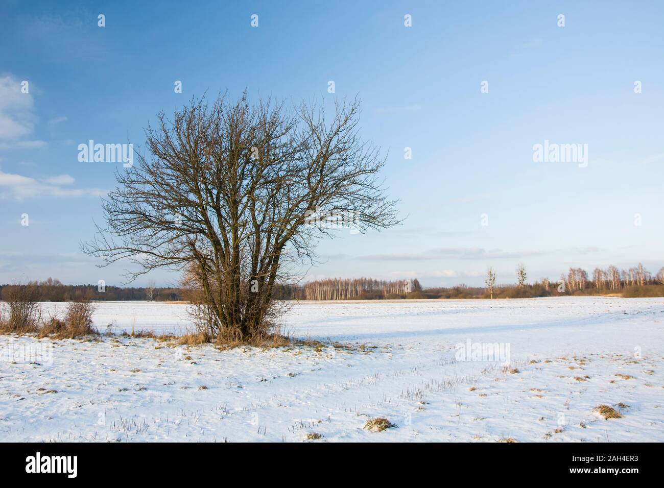 Single tree on snow hi-res stock photography and images - Alamy