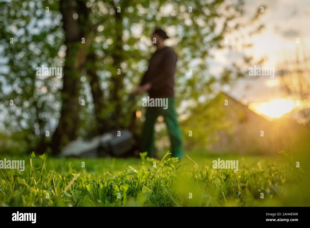 Mowing the lawn with a lawn mower in the backyard. Work in the yard in the early sunny morning