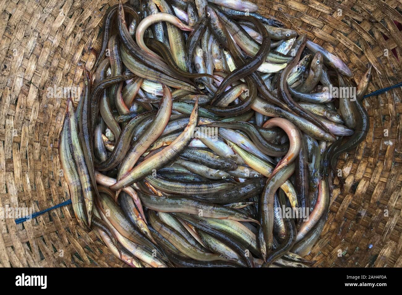 Freshwater fishes of Bangladesh. Stock Photo
