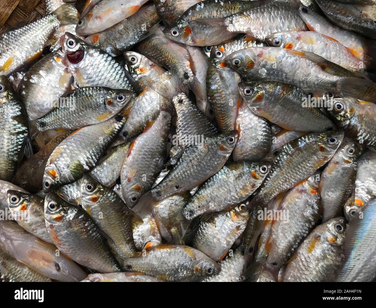 Freshwater fishes of Bangladesh. Stock Photo