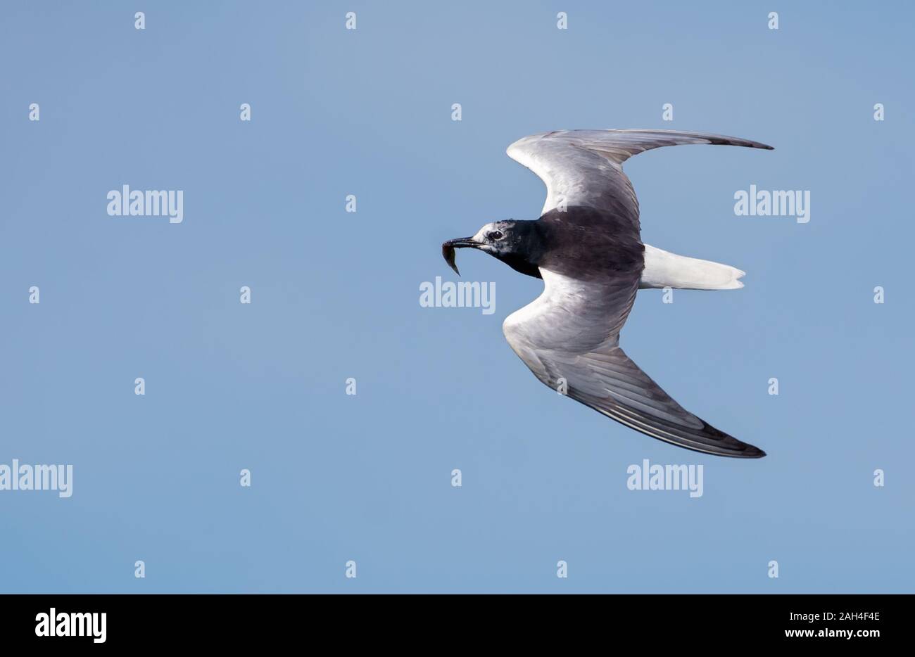 White-winged black tern (Chlidonias leucopterus) flying in blue sky with small fish in beak for children Stock Photo