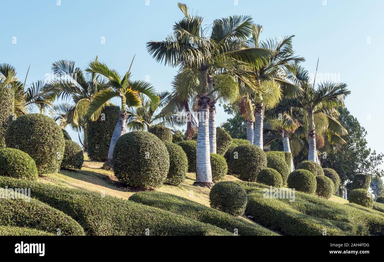 Tropical forms, landscape gardening in the park Stock Photo