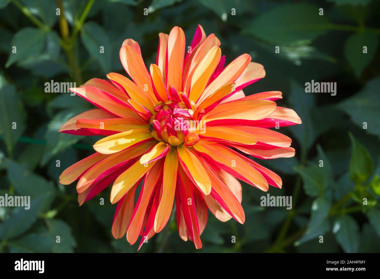 Dahlia Julie One flowering in UK in September Stock Photo