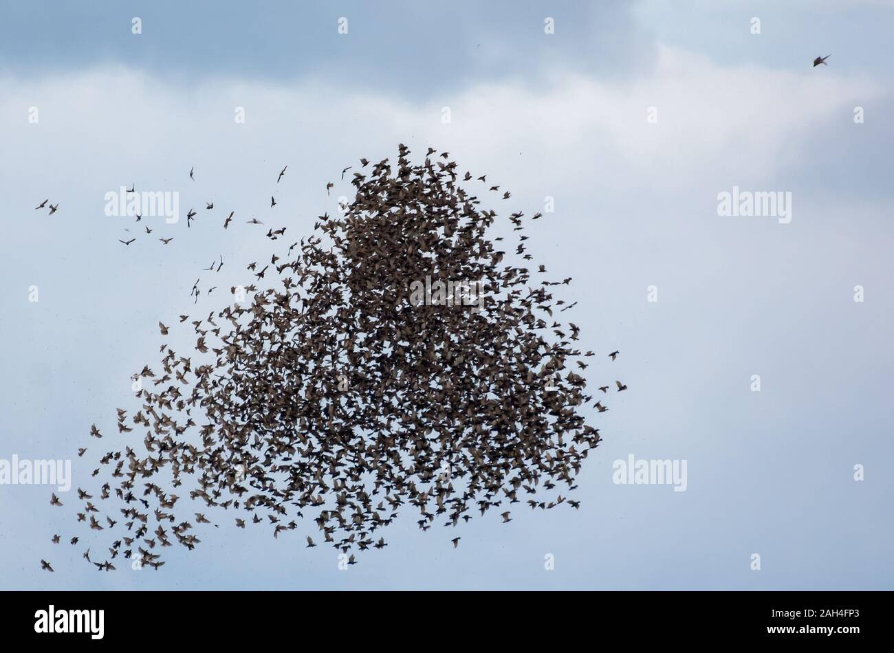 Bird of prey sparrowhawk in dive attack on big and dense flock of starlings in air Stock Photo