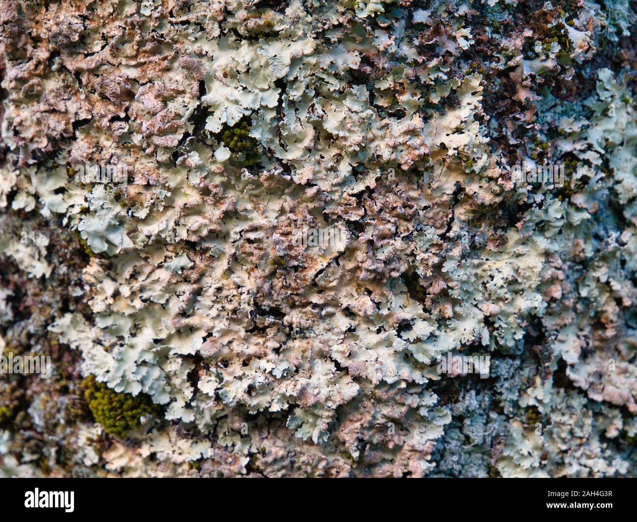 Natural lichen growing on the trunk of a maple tree - perhaps a potential background / texture image. Stock Photo