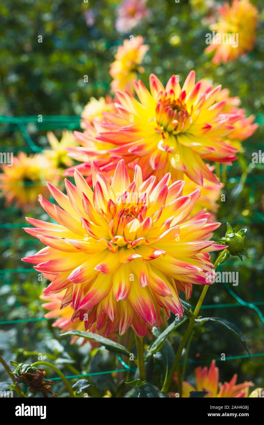 Dahlia Aloha Bridgeview Madelines flowering in September in UK growing through adjustable support netting Stock Photo