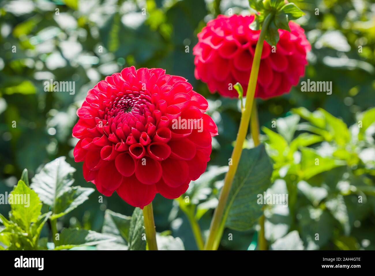 Dahlia Carstone Valiant flowering in September in UK Stock Photo