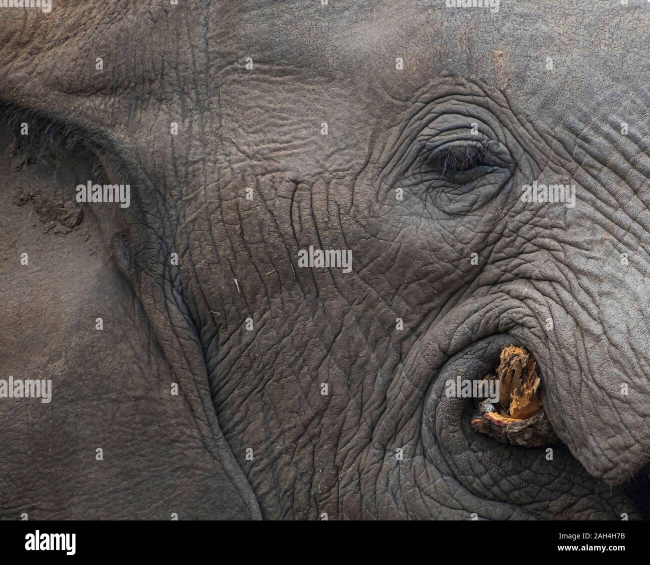 Portrait of an Elephant's Eye and Face while Chewing a Tree in South Africa Stock Photo