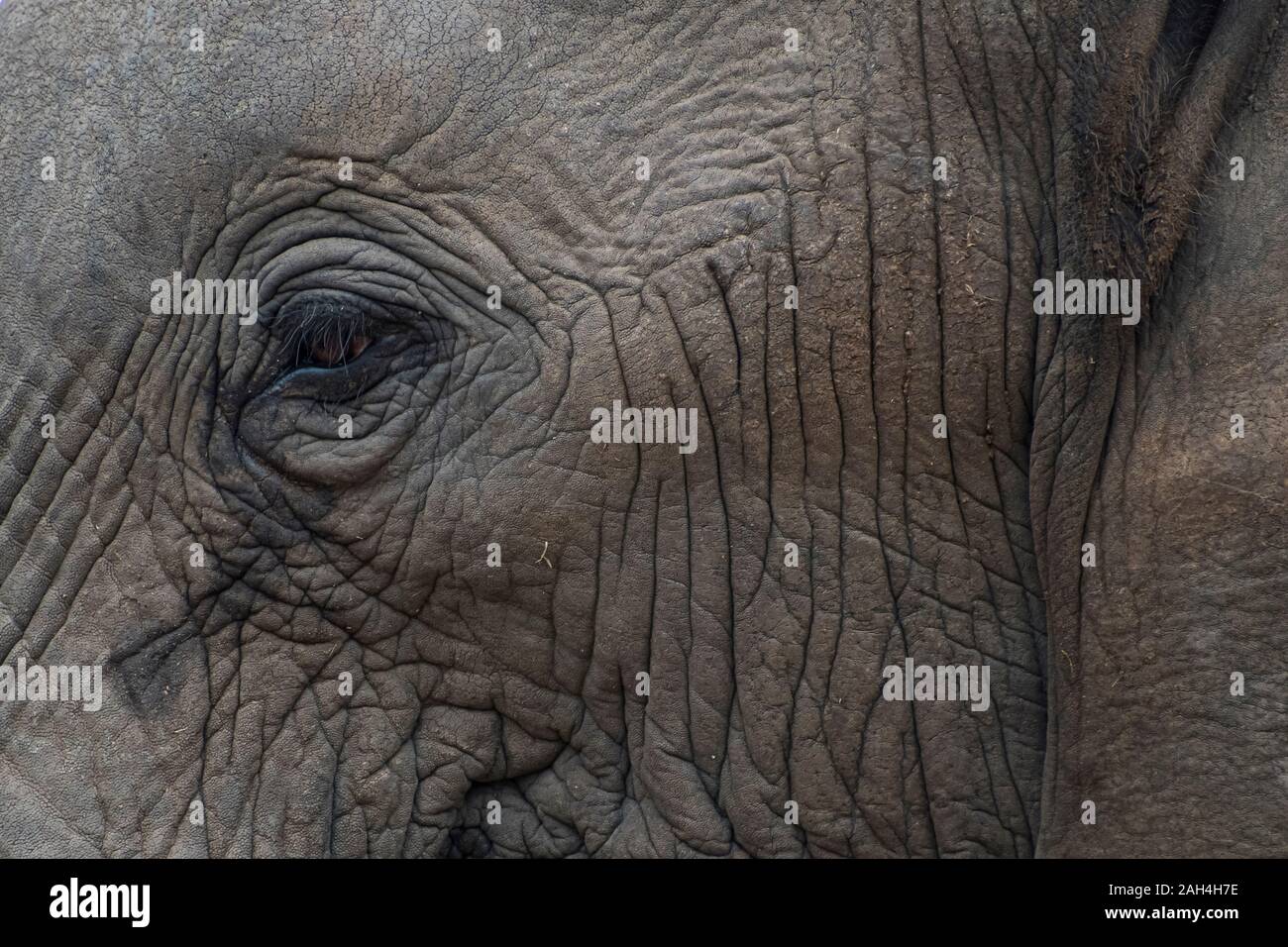 Portrait of an Elephant's Eye and Face in South Africa Stock Photo