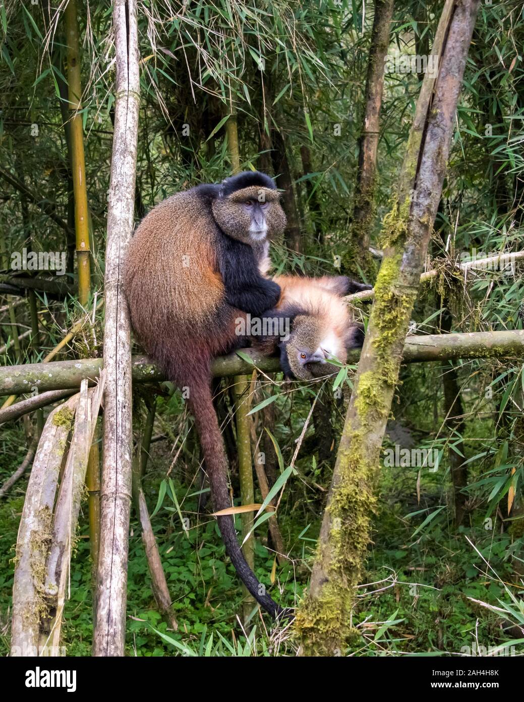 Golden Monkeys grooming in Volcanoes National Park, Rwanda Stock Photo
