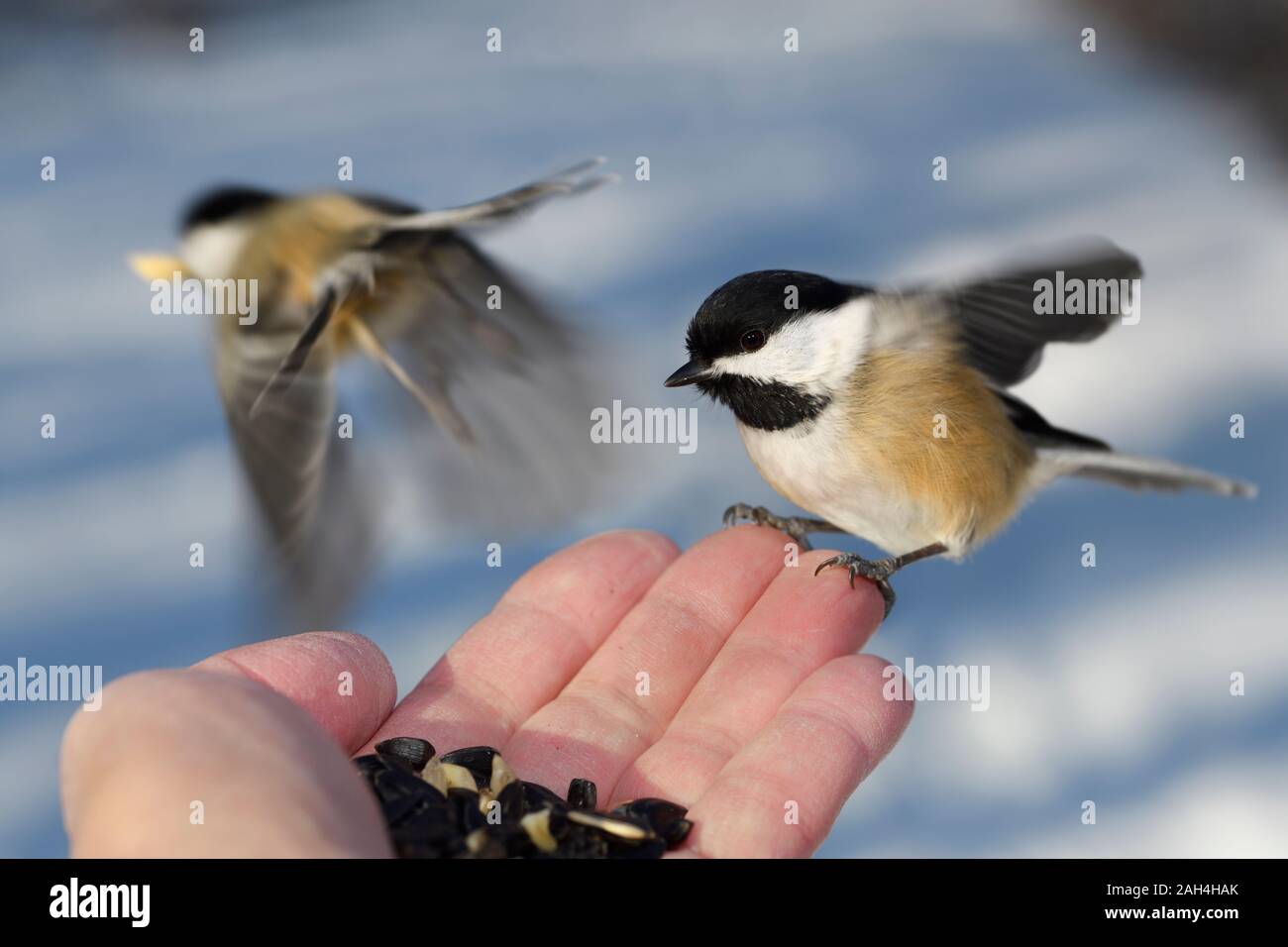 Flying Black Capped Chickadees with with orange feathers at hand of man with sunflower seeds and peanuts in a snowy Toronto forest in winter Stock Photo