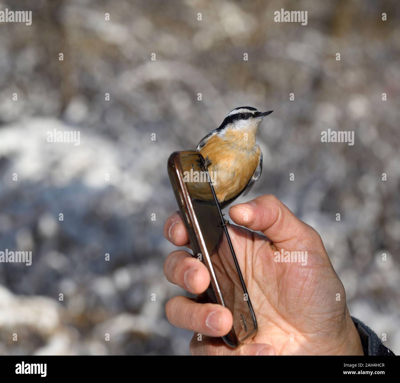 Wild Red Breasted Nuthatch clinging to a cellphone playing bird calls in man's hand in a Toronto park in winter Stock Photo