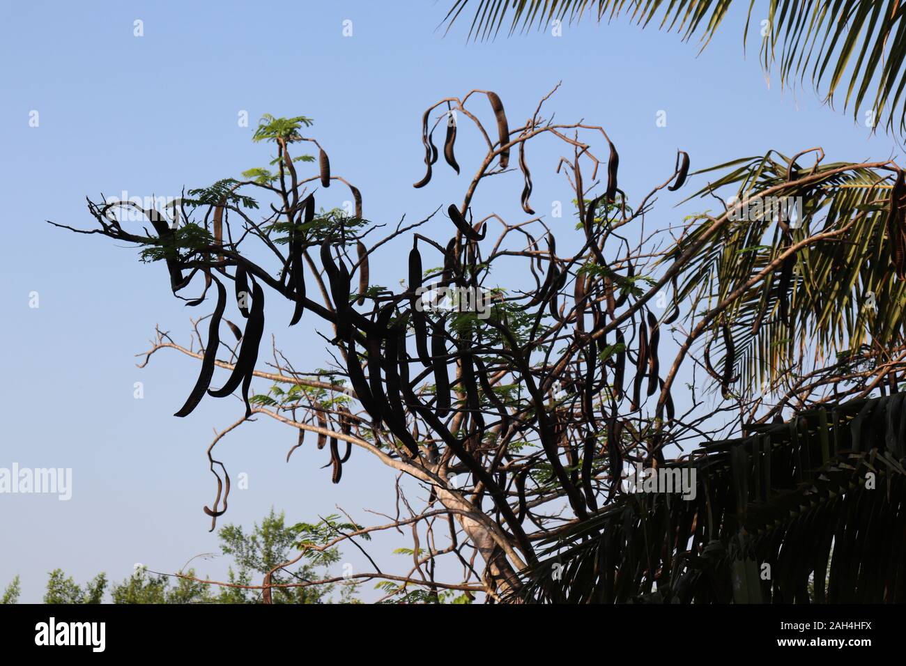 Tree in Kenya Stock Photo - Alamy