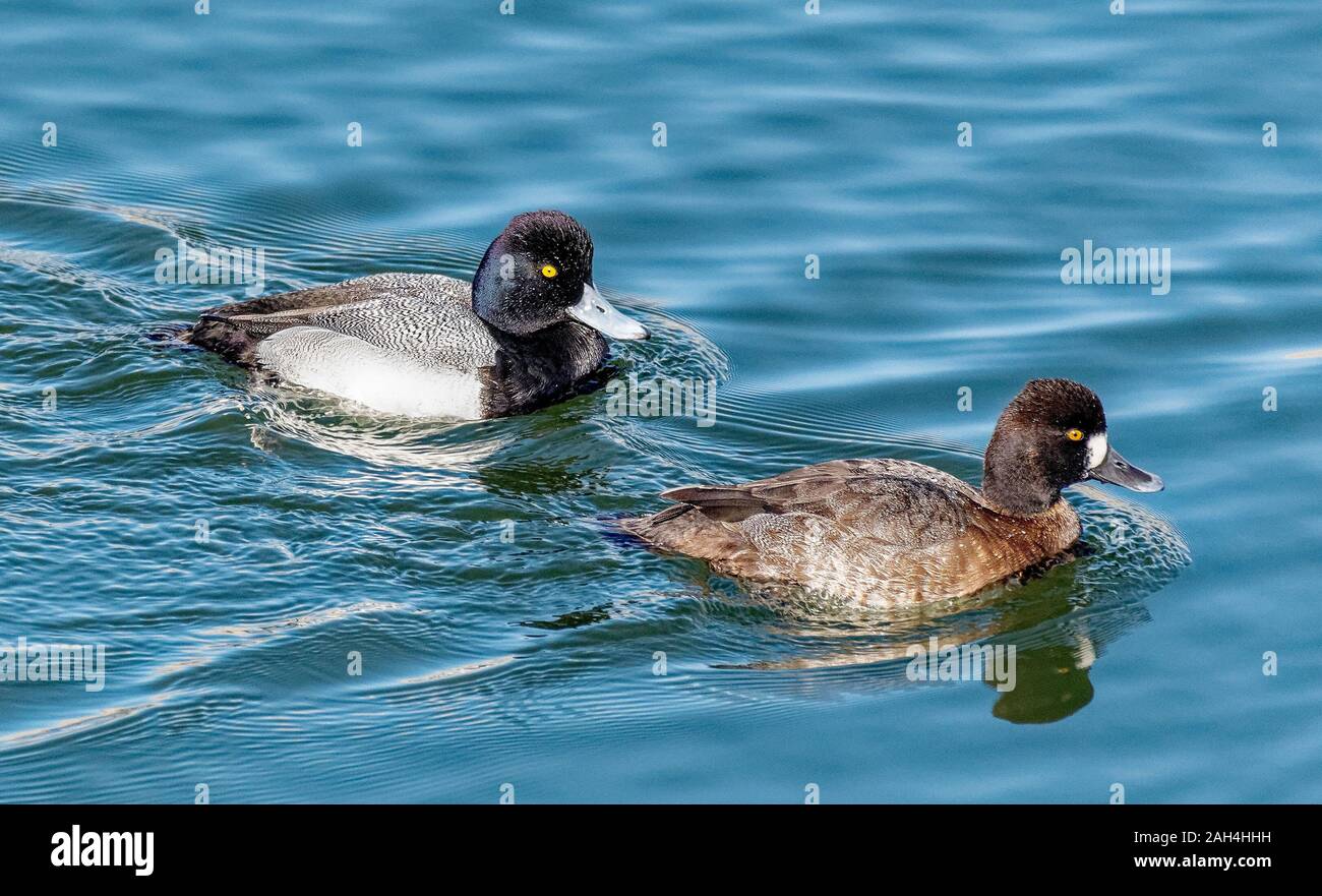 Lesser Scaup ducks (  Aythya affinis) in Bolsa Chica Ecological Reserve CA .USA Stock Photo