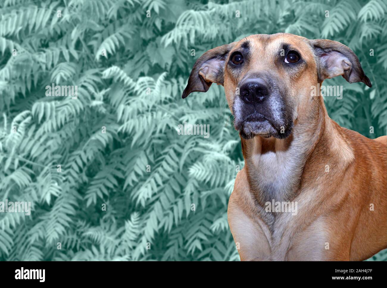 Boxer lab mix on an a background of Ferns. Creatives text space on the side. Stock Photo