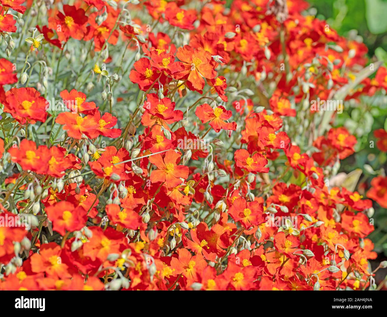 Blooming rockrose, Helianthemum, in the garden Stock Photo