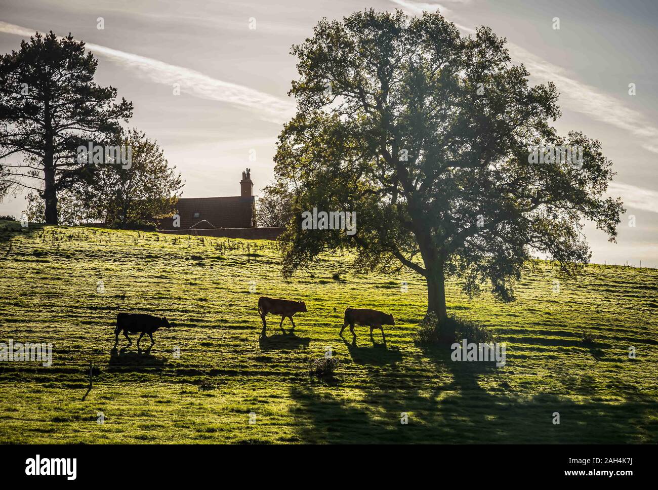 Cows crossing a field in eveing light Stock Photo
