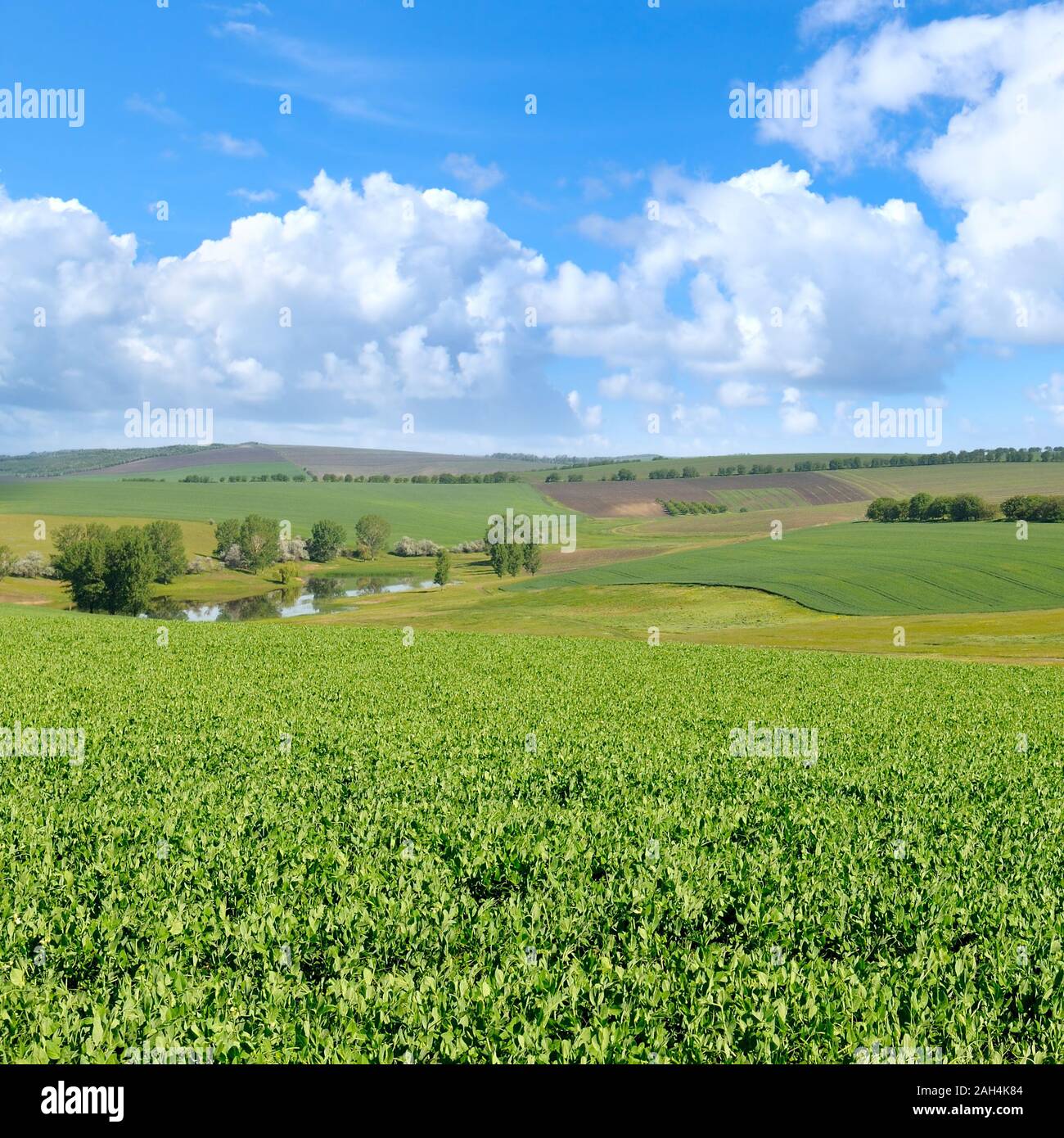 green field and blue sky with light clouds Stock Photo
