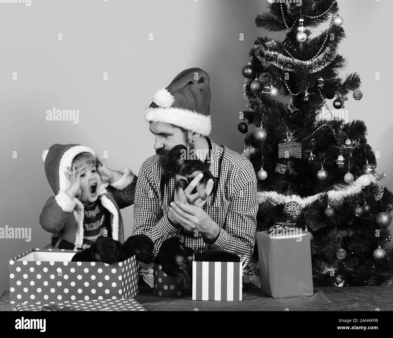 Man and boy in Santa hat and hood play with puppies. Father and son with shocked faces share presents on blue background. Dad with beard and kid hold dogs near Christmas tree. New year of Dog concept Stock Photo
