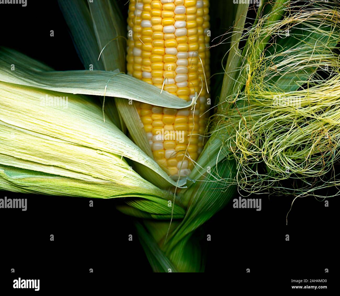 Yellow Corn with Husk on Black Background Stock Photo Alamy