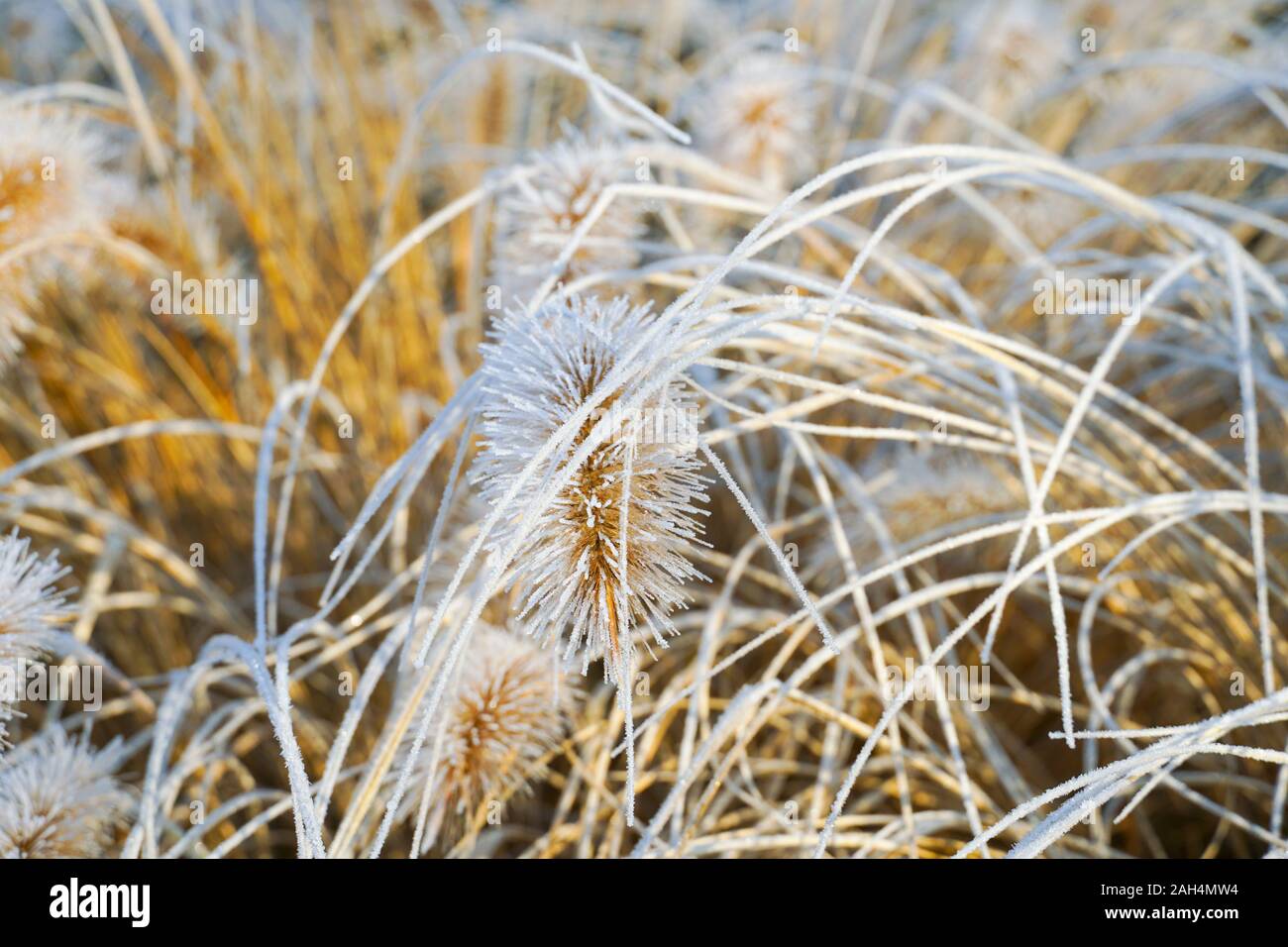 Frozen pennisetum alopecuroides, fountaingrass during cold winter. Close up of ormental grass in garden. Chinese fountain grass or swamp grass during winter season Stock Photo