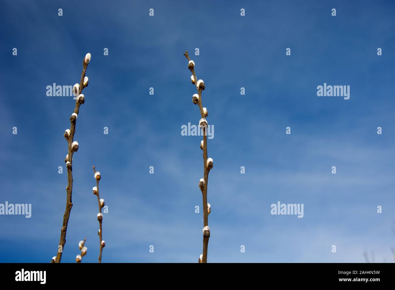 Flowering catkins against the sky Stock Photo
