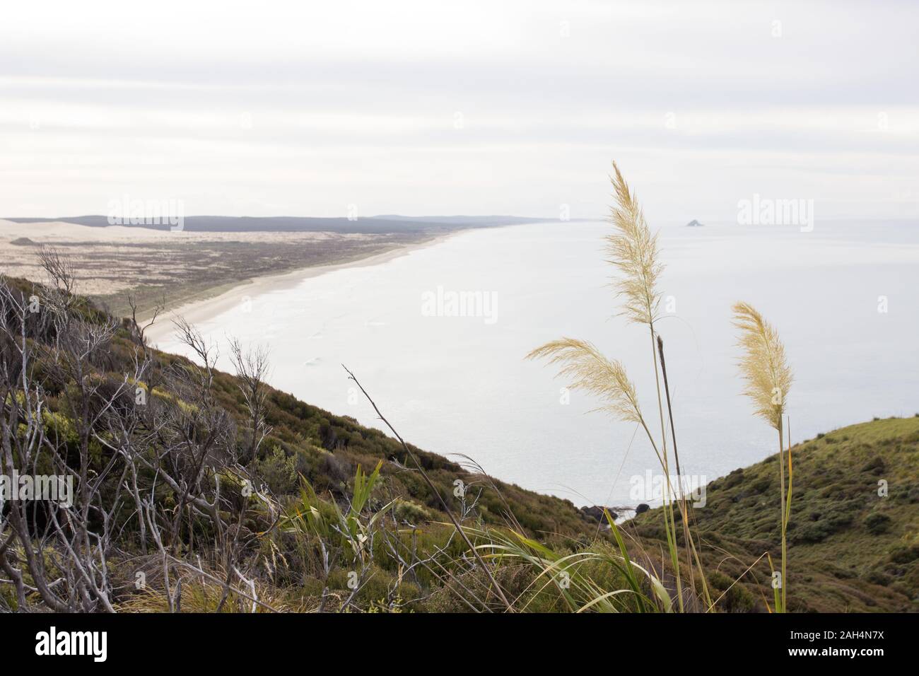 The northern end of Ninety Mile Beach in Northland, New Zealand, as seen from the mountains of the Te Paki Coastal Track. There is a flax flower and s Stock Photo