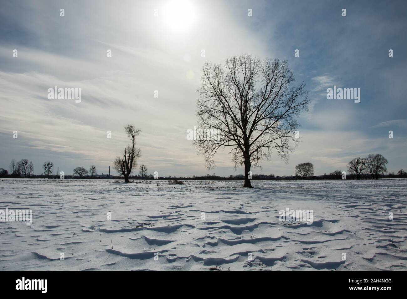Snow dunes and a large tree, winter view Stock Photo