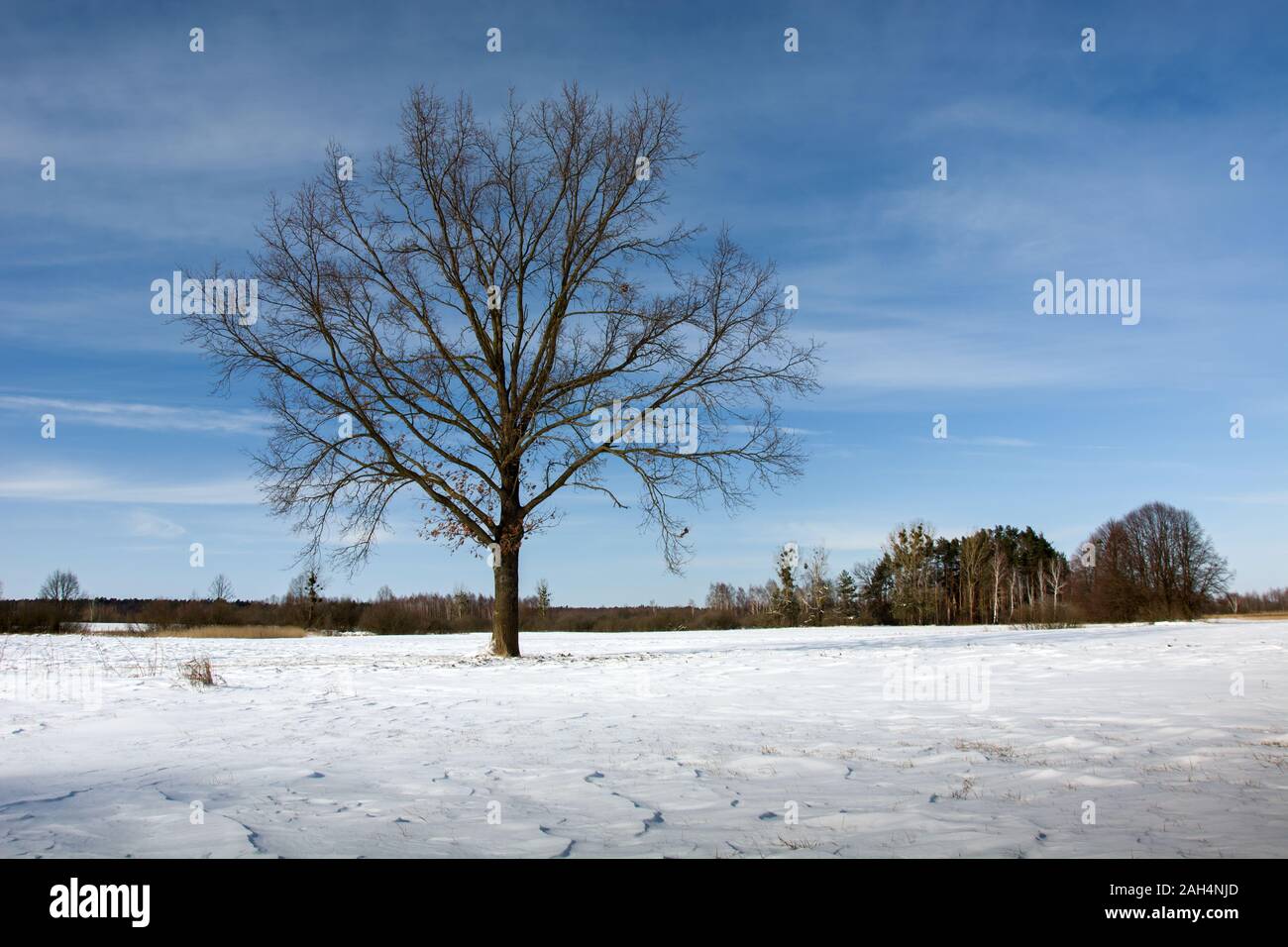 A large lonely tree on the meadow Stock Photo