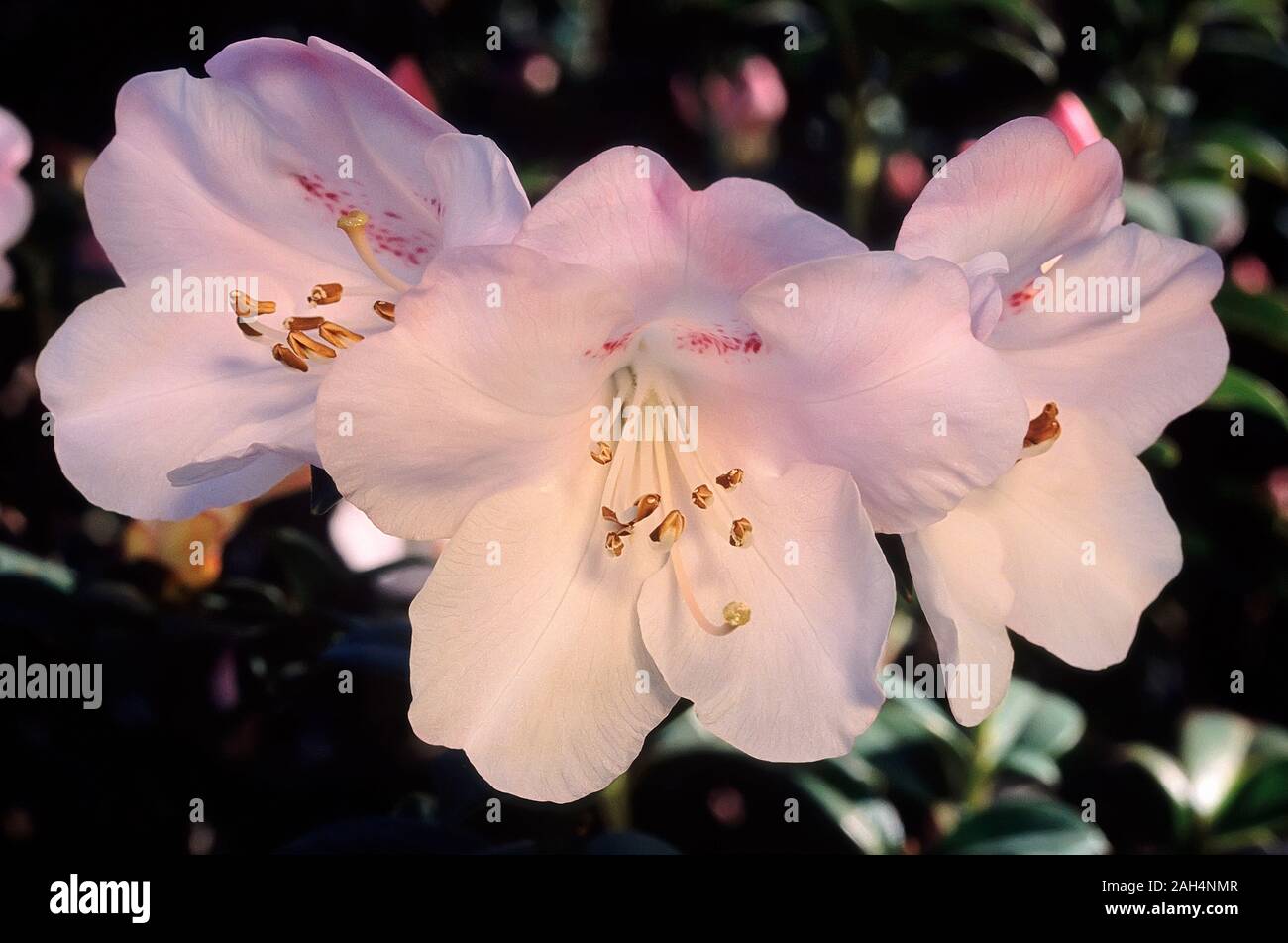 Rhododendron cv. Cilpinense, Ericaceae, evergreen shurbs, dwarf hybrid, flowers funnel-shaped, pale pink. Stock Photo