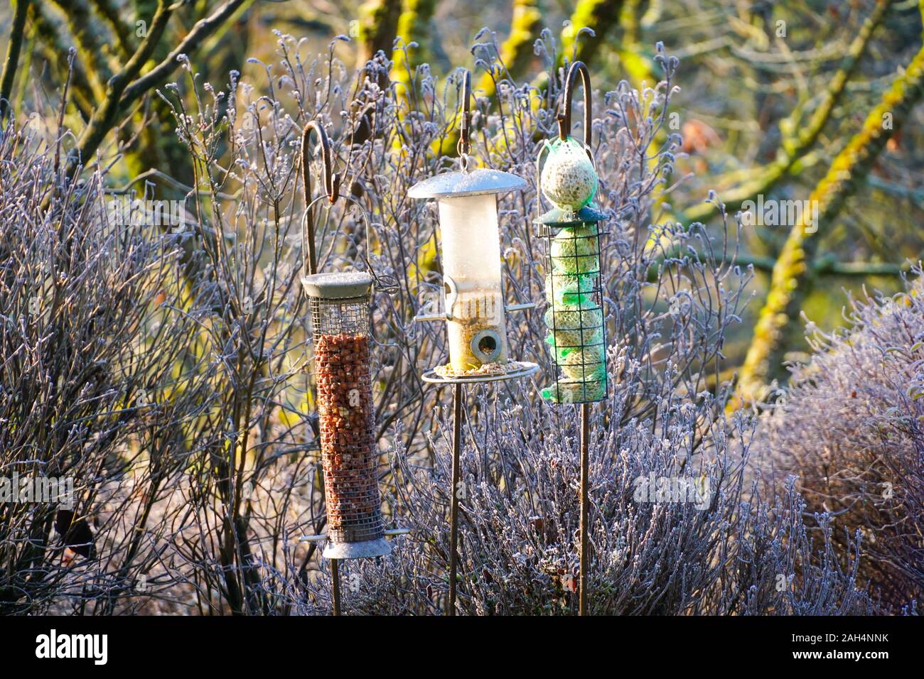 Bird Feeders With Mixed Seeds In Beautiful Garden During Frozen