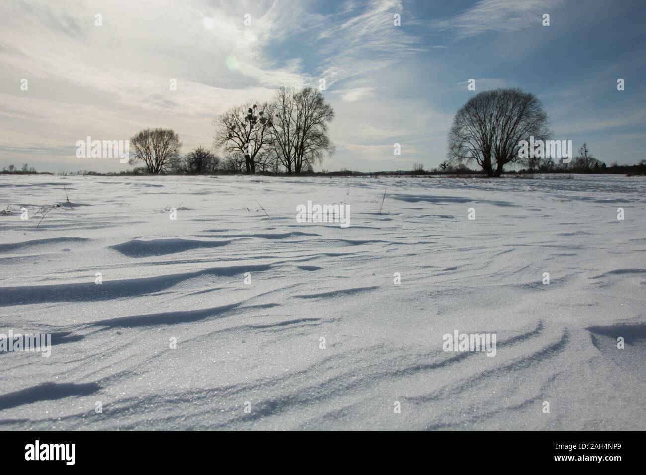 Snowdrifts and trees, horizon and sky Stock Photo