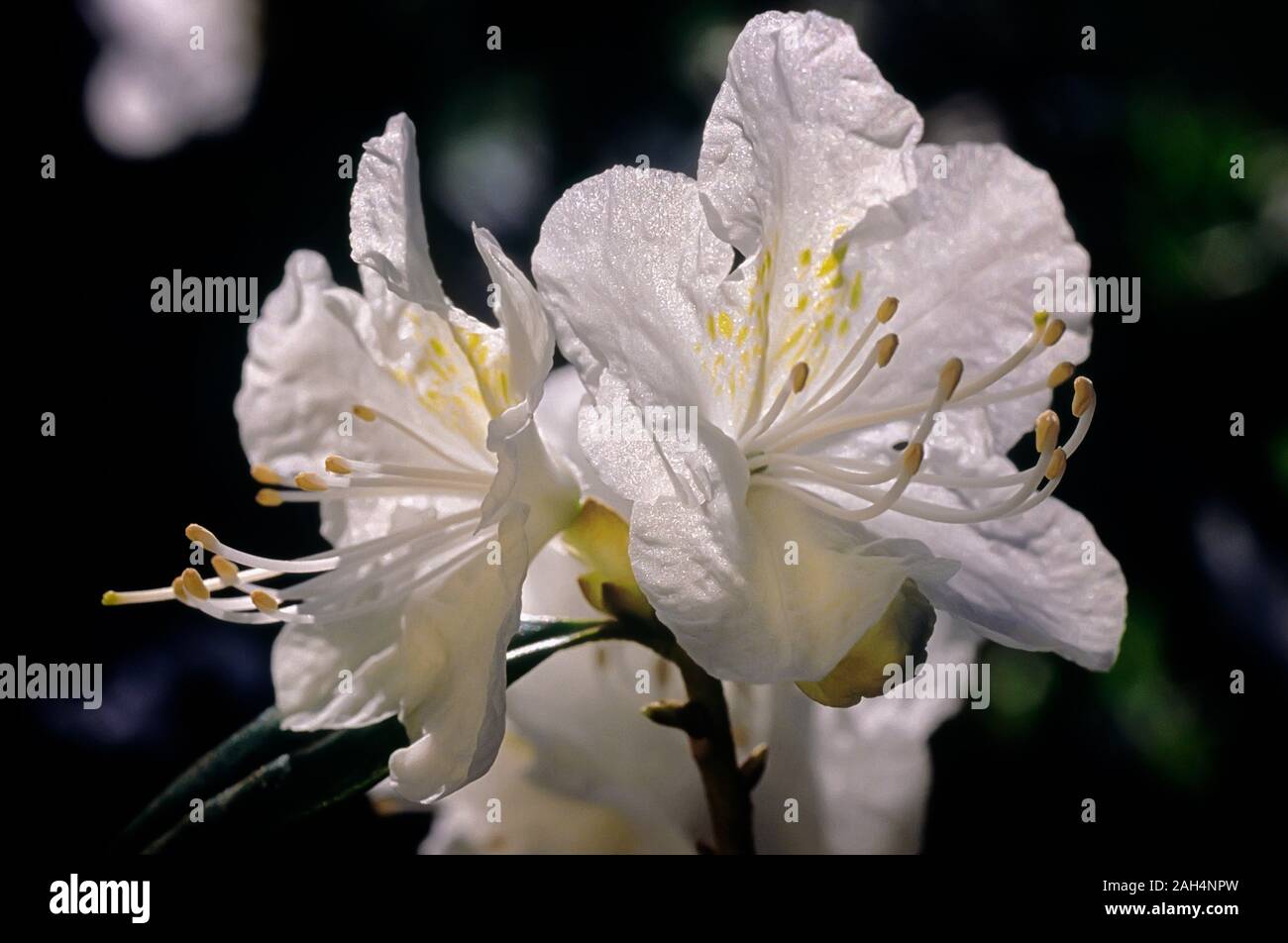 Rhododendron cv. White Lady, Ericaceae, evergreen Azalea, Kaempferi, evergreen shurbs, Japanese Azalea, flowers white. Stock Photo